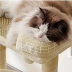 ねこ キャット タワー 高い安定性 運動不足 キャットタワー       ミニ 猫タワー 小型 低め 据え置き 省スペース 麻紐爪とぎ シンプル かわいい ボール型猫爪とぎ おもちゃ付き 大きい展望台 組み立て簡単 高さ68cm ブラウン - 画像 (5)